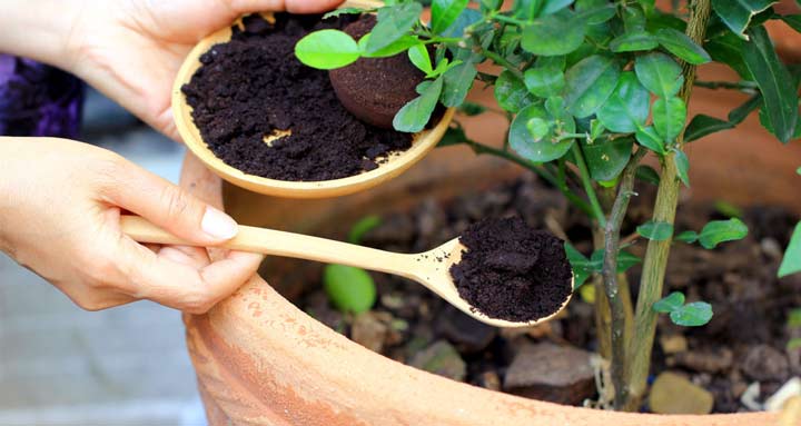 کود گیاهان با استفاده از پودر و تفاله قهوه
