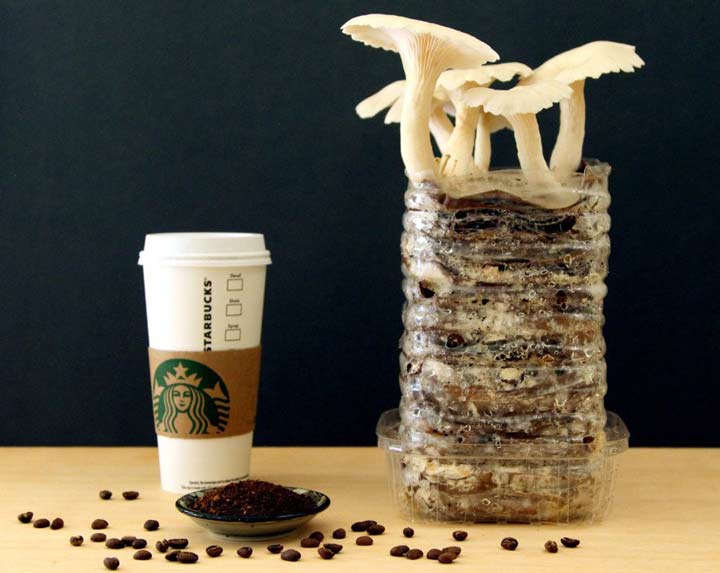 پرورش قارچ با استفاده از پودر و تفاله قهوه