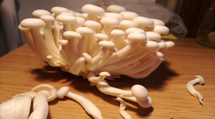 قارچ بیچ از انواع قارچ خوراکی