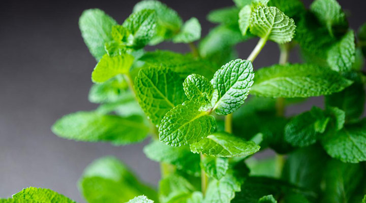 نعنا از گیاهان دارویی مفید برای درمان سرفه