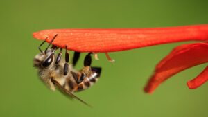یک زنبور عسل کارگر