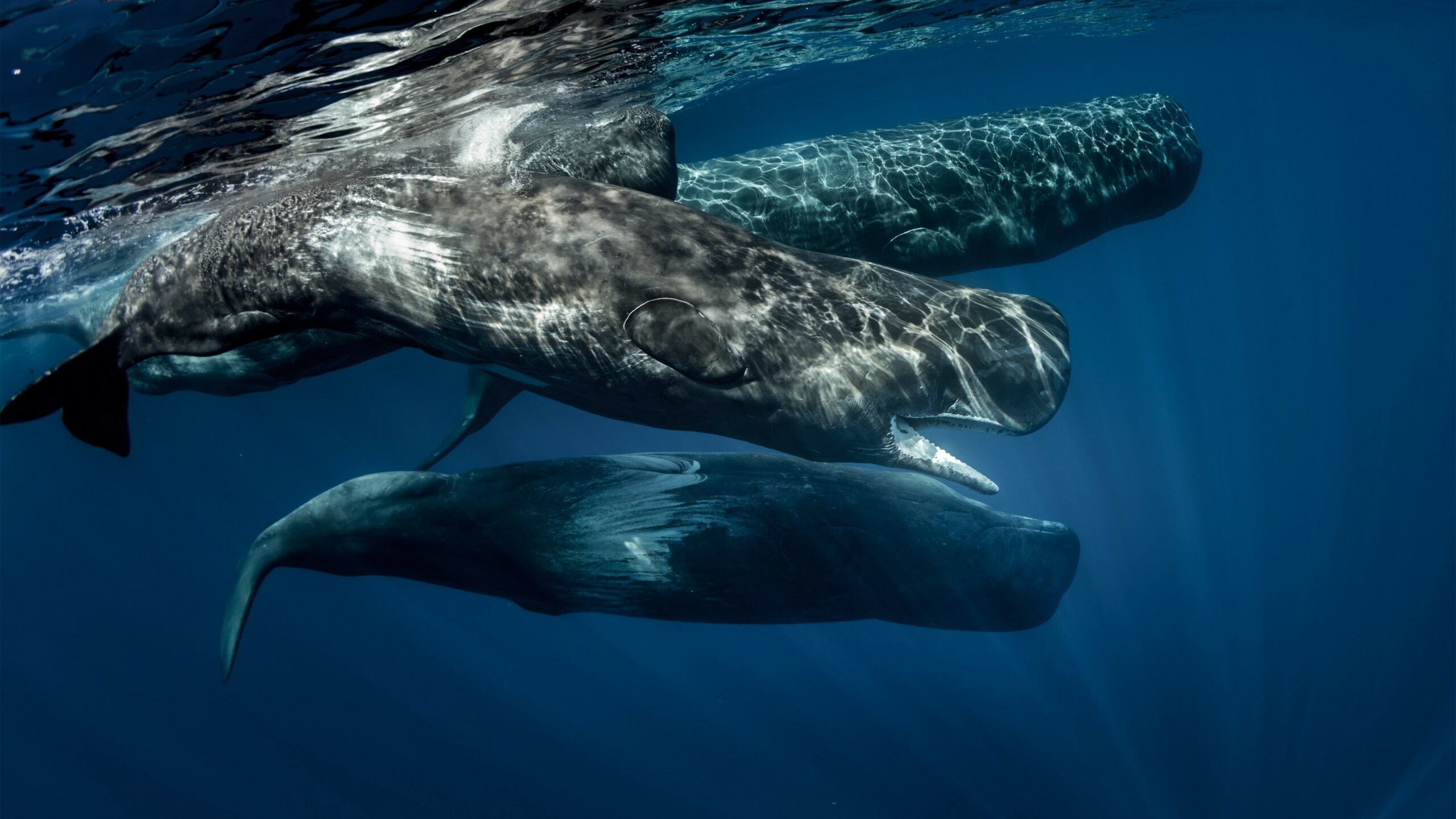 نهنگ اسپرم